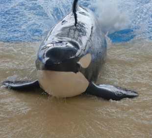 Schaut her, ich bin der Schönste!