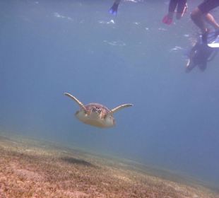 Schwimmen mit Schildkröten