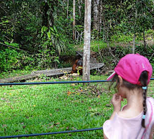 Semenggoh Orang Utan Rehabilitations Center