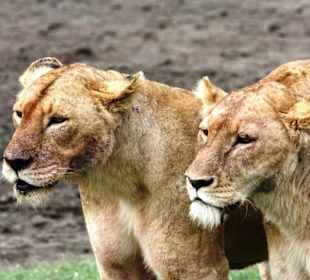 Bewohner des Kraters