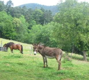 Ferme du Hungerplatz