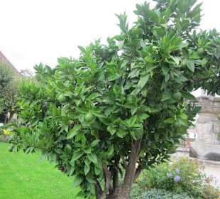 Kurpark Bad Dürkheim