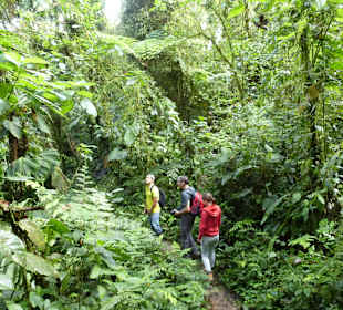 Wanderung durch den Nebelwald/Regenwald