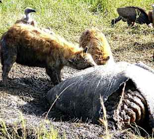 Die Hyänen voll in Aktion
