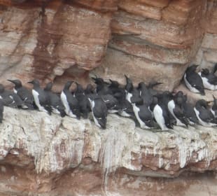 Helgoland: beim Lummenfelsen