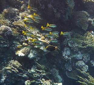 Korallenriff in der Bucht von Abu Dabbab