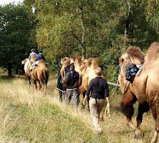 Kamelreiten & Kamel Trekking