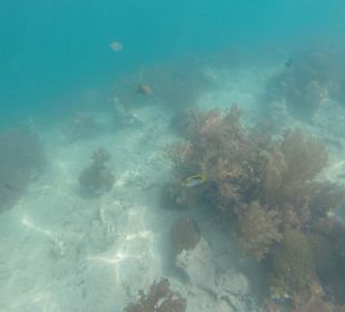 Schnorcheln Hurghada