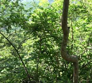 Premiumwanderweg "hochgelegen"