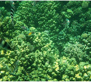 Marsa Alam Schnorchelausflüge