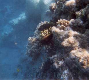 Unterwasserwelt am Hotel-Riff