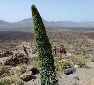Nationalpark --> Teide