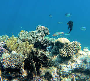 Schnorcheln Marsa Alam