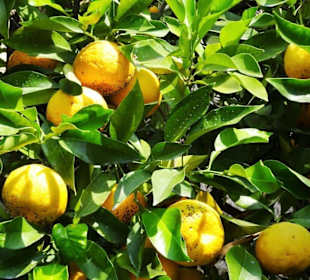 Orangen im Zitronengewächshaus