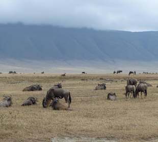 Tiere- soweit das Auge reicht