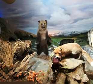 Alpen Wildpark Feld am See