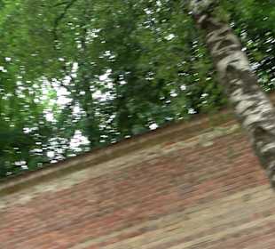 Baumlehrpfad Glacis Park