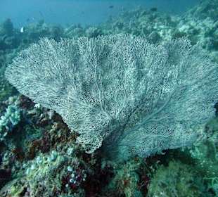 Tauchplatz "Three Palms"