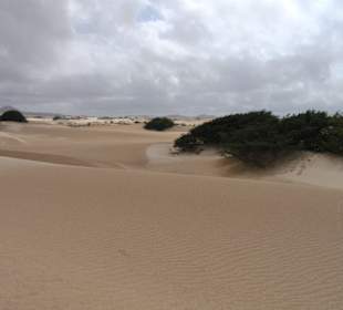 Wüste (Desert Vienna osä)