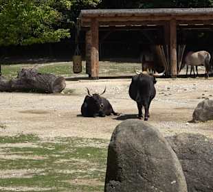 Tierpark Hellabrunn