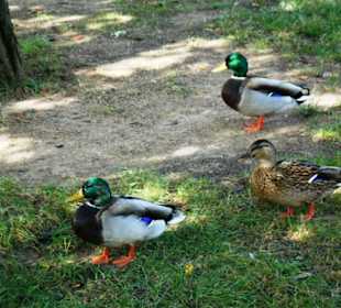 Parco Fausto Noce