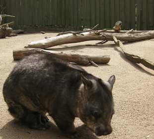 Wambat im Gehege