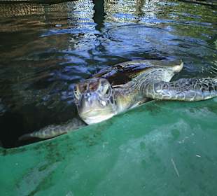 Schildkröte in der Auffangstation