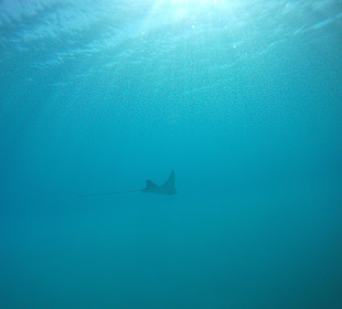 Adlerrochen am linken Hausriff