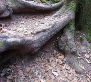 Bitterbachschlucht Strecke