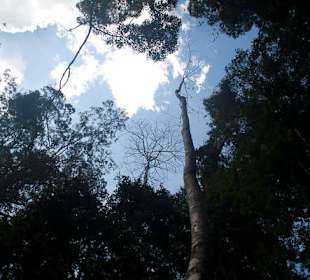 Krajobraz Taman Negara