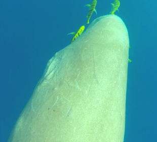 Schnorcheln Abu Dabbab