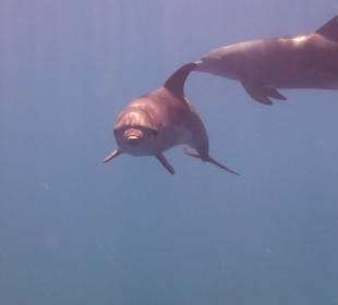 Delfinschwimmen in Hurghada
