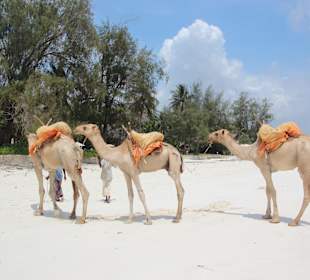 Kamelrittmöglichkeit dem Strand entlang