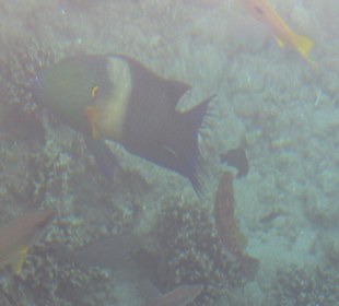 Рыба попугай