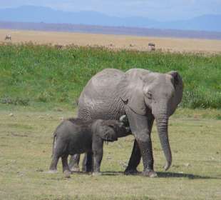 Elefantenmama mit Baby
