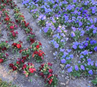 Real Jardín Botánico de Madrid