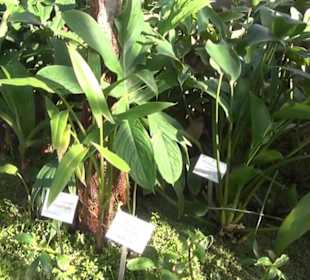 Botanischer Garten
