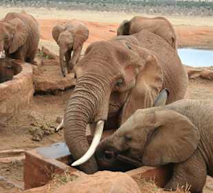 Elefantenbaby drängelt