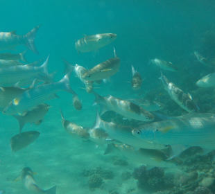 Schnorcheln Makadi Bay