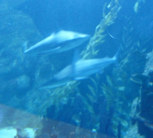 Acuario