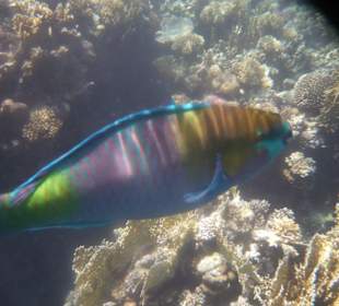 Sharm el Naga Papageienfisch