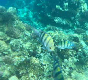 Schnorcheln Makadi Bay