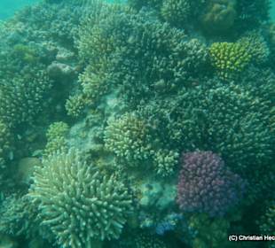 Korallen und mehr