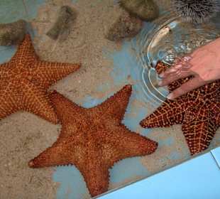 Seesterne, Seegurken und Seeigel zum Anfassen