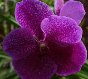 Orchidee