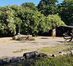 Kölner Zoo 