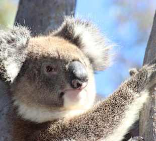 Koala im Yanchep NP
