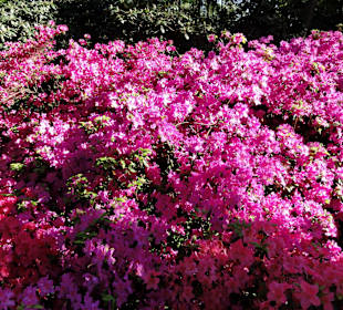 Blühender Rhododendron im Park