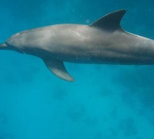 Delfin bei unserer 2. Tour zu den Delfinen