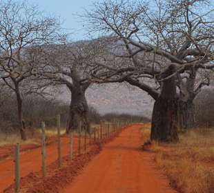 NP Tsavo West